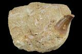 Mosasaur (Prognathodon) Tooth In Rock - Morocco #179262-1
